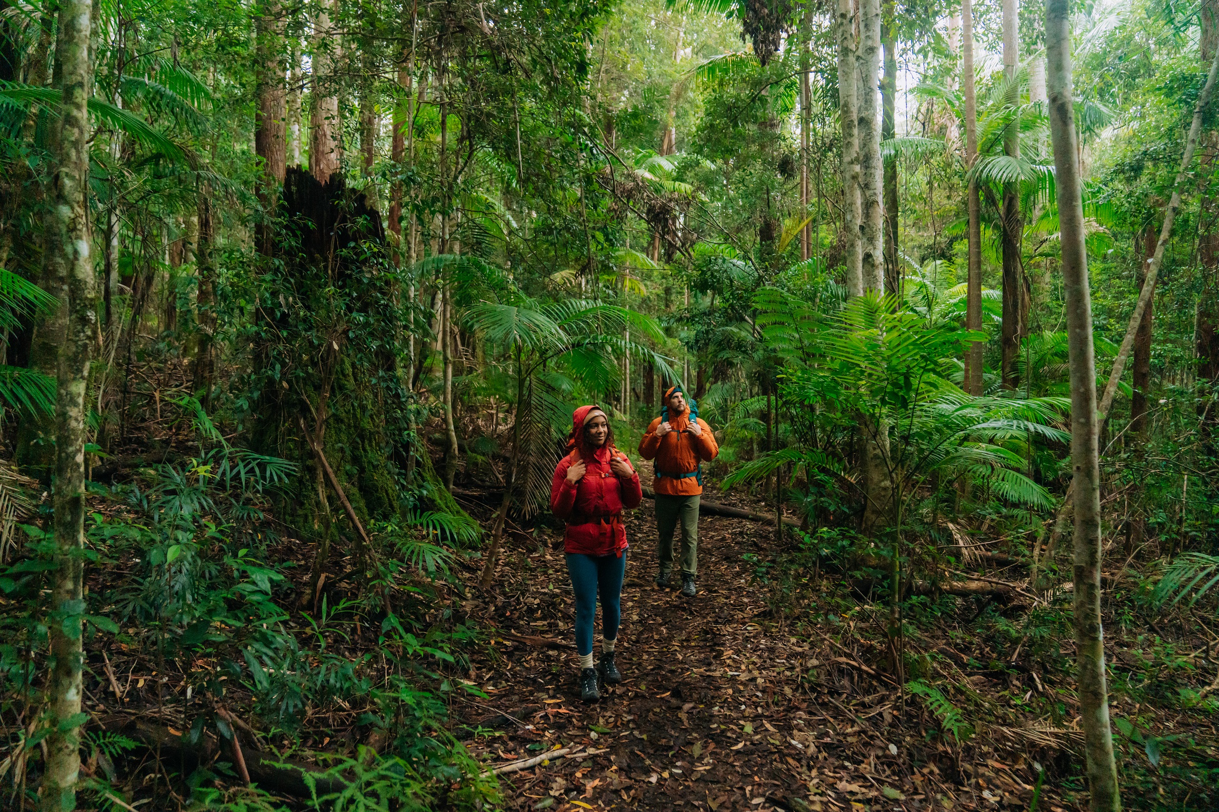 Two hikers walking through the rainforest on Gidjuum Gulganyi Walk. Photo: Remy Brand/DCCEEW © Studio Bilby