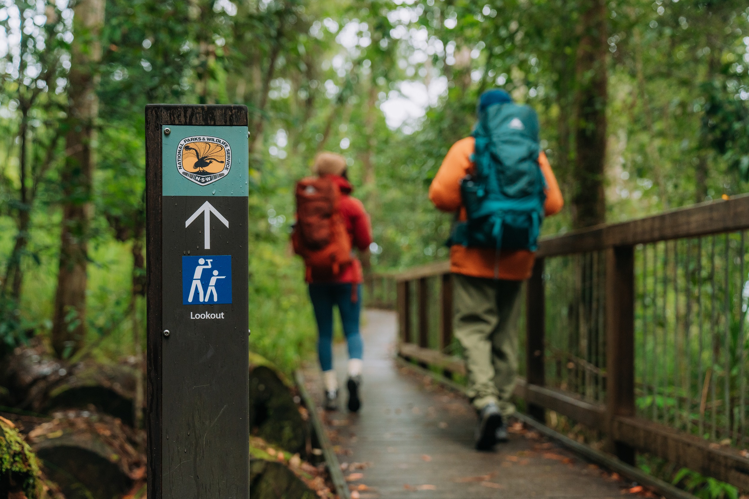 Two walkers follow the track to Minyon Falls. Photo: Remy Brand/DCCEEW © Studio Bilby