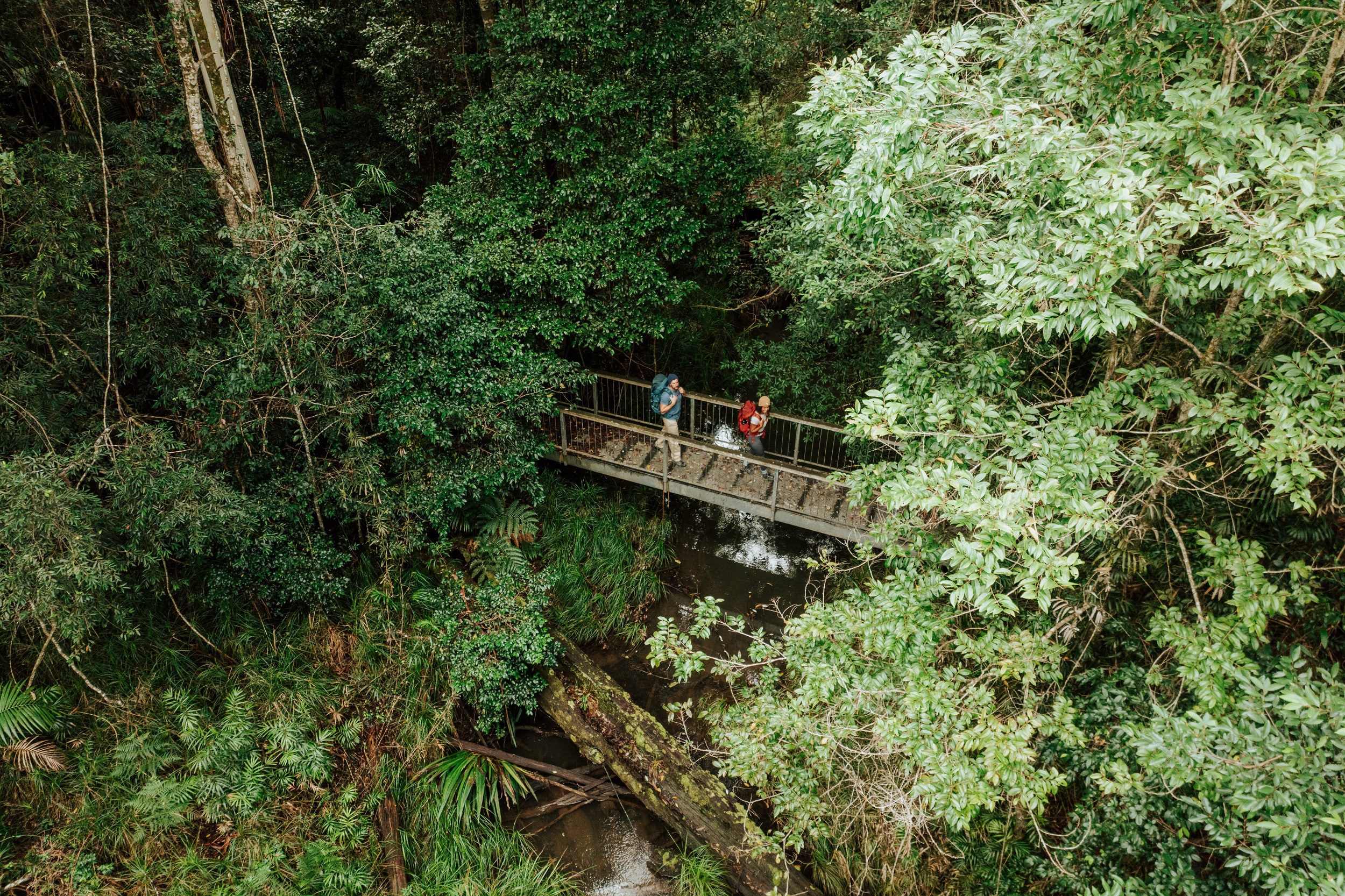 Two hikers crossing a bridge through the rainforest on Gidjuum Gulganyi Walk. Photo: Daniel Parsons/DCCEEW © Studio Bilby