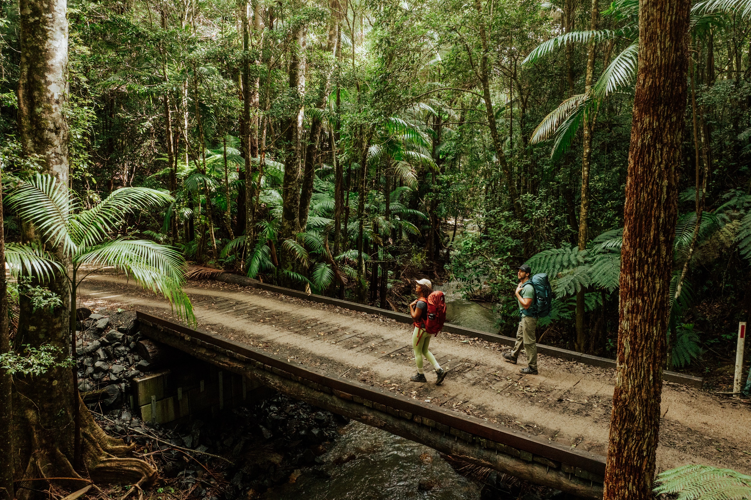 Two hikers crossing a bridge through the rainforest on Gidjuum Gulganyi Walk. Photo: Daniel Parsons/DCCEEW © Studio Bilby