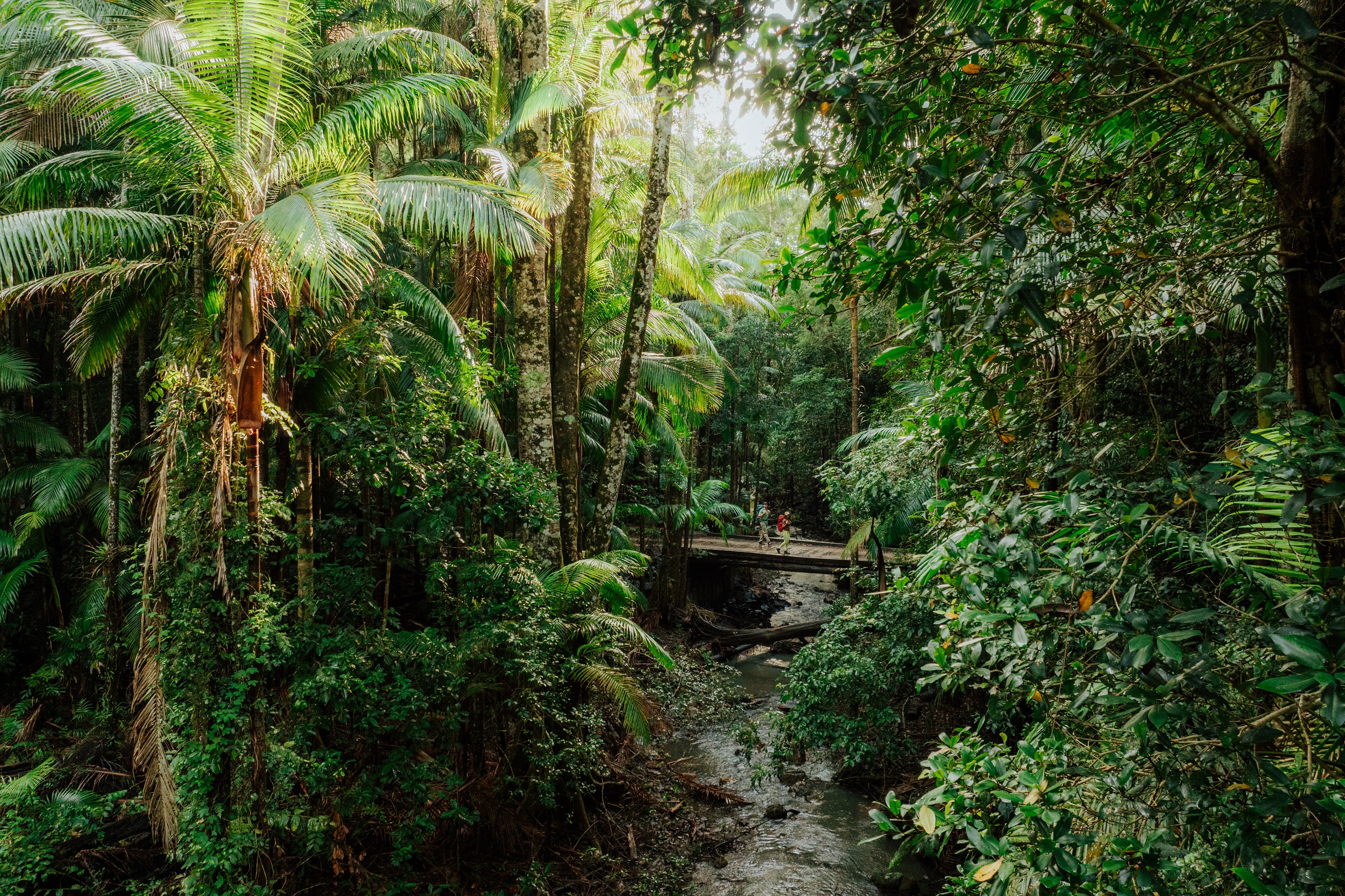 Two hikers crossing a bridge through the rainforest on Gidjuum Gulganyi Walk. Photo: Daniel Parsons / DCCEEW © Studio Bilby