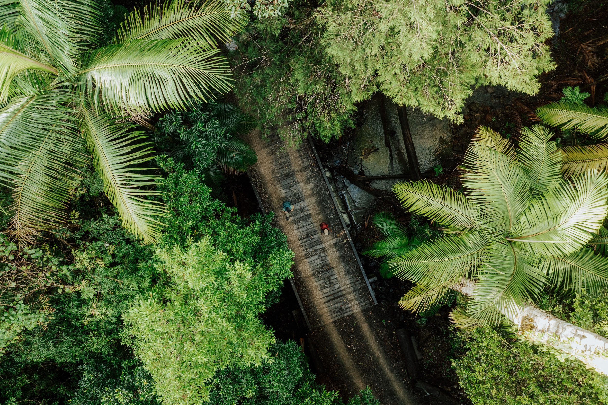 Two hikers crossing a bridge through the rainforest on Gidjuum Gulganyi Walk. Photo: Daniel Parsons/DCCEEW © Studio Bilby