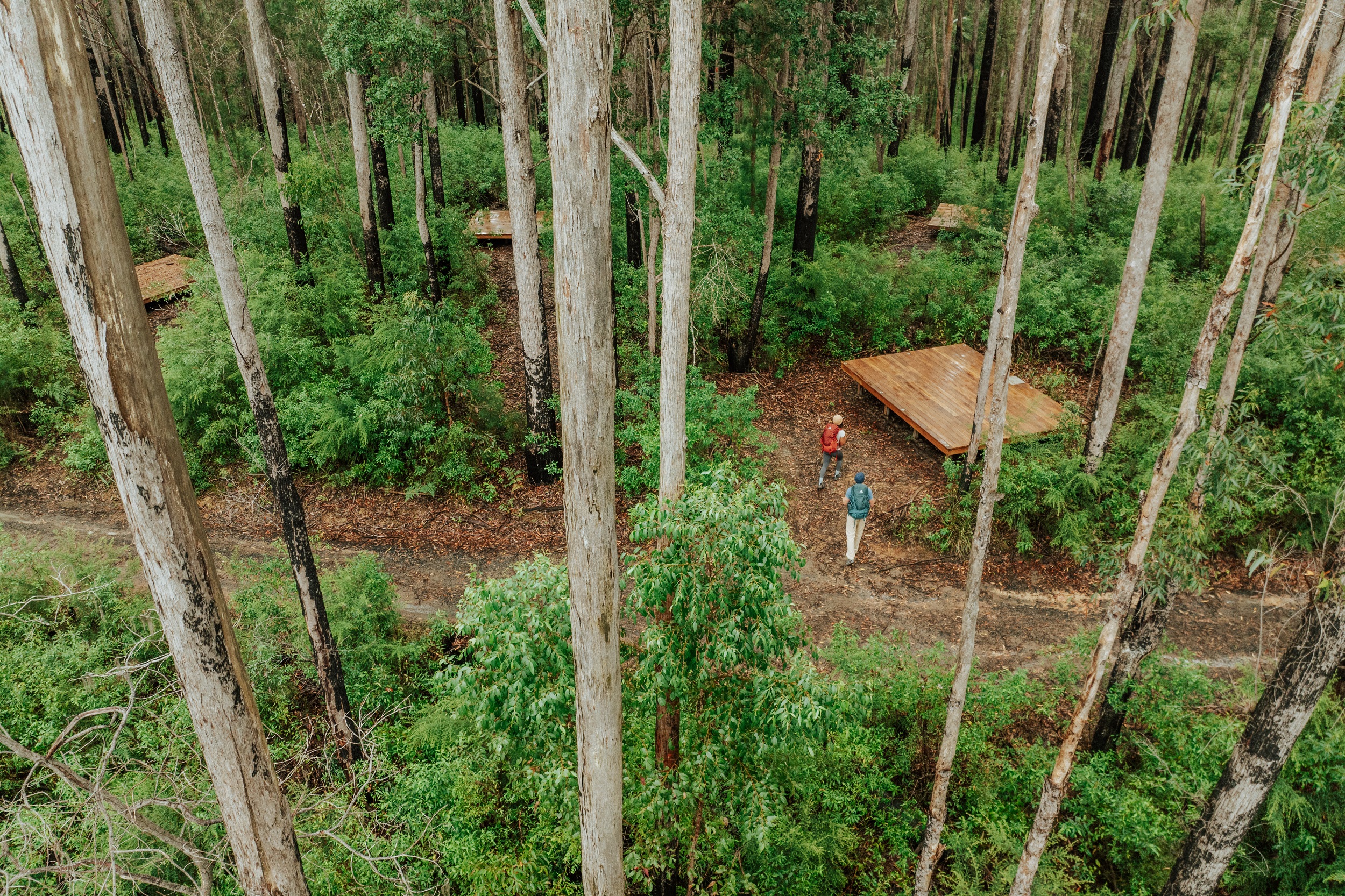 Camping platforms in the forest at Weeun Weeun campground on Gidjuum Gulganyi Walk. Photo: Daniel Parsons/DCCEEW © Studio Bilby