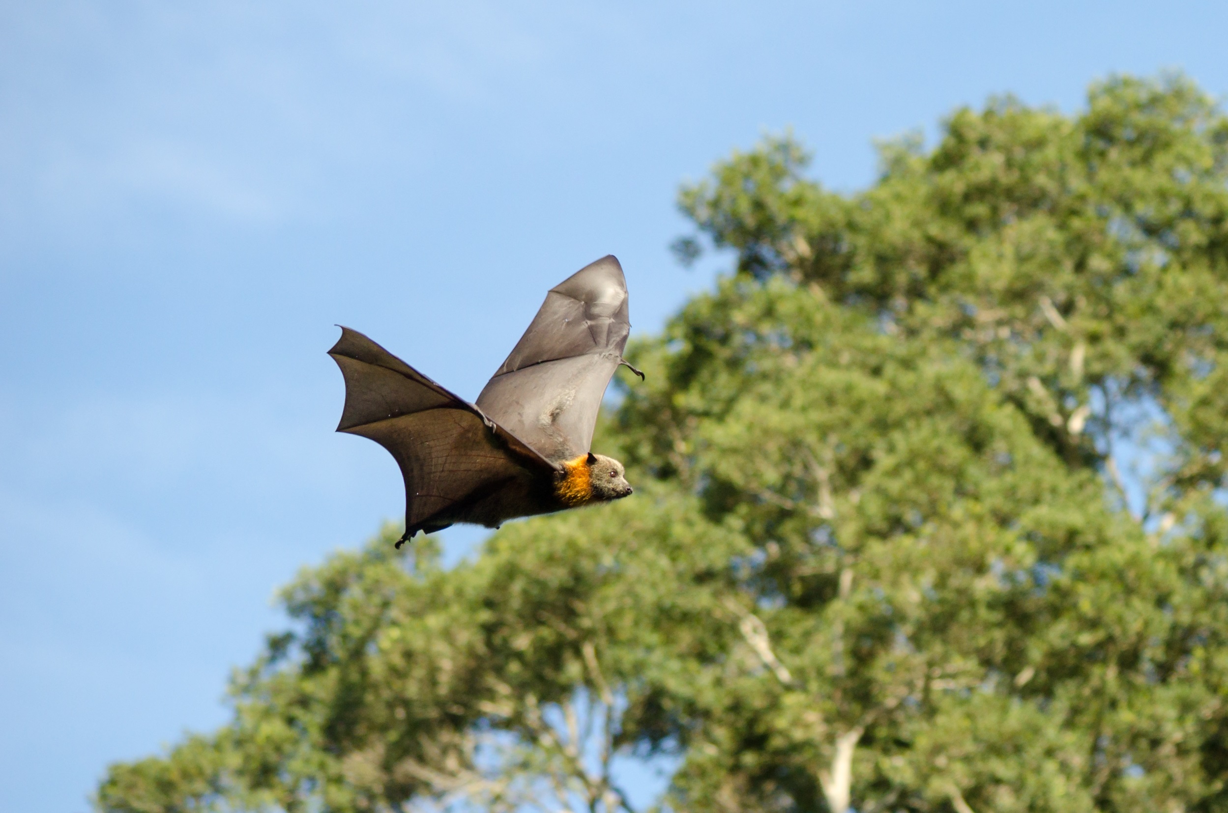 Grey-headed flying-fox flying through the air.