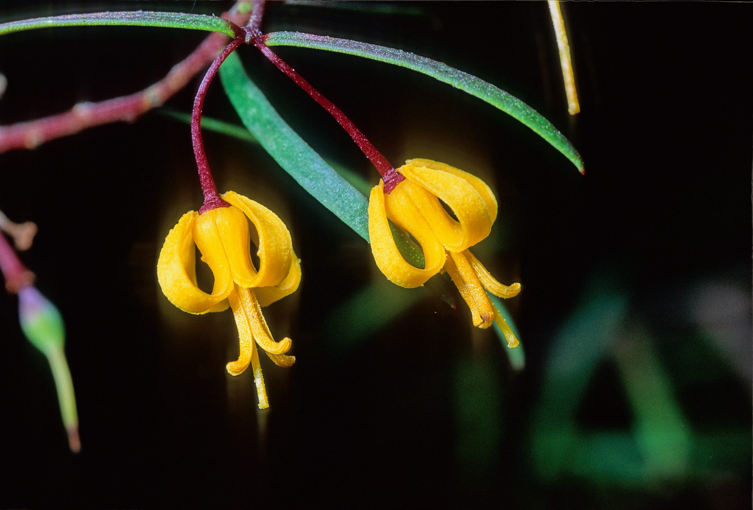 Nodding geebung (Persoonia nutans)