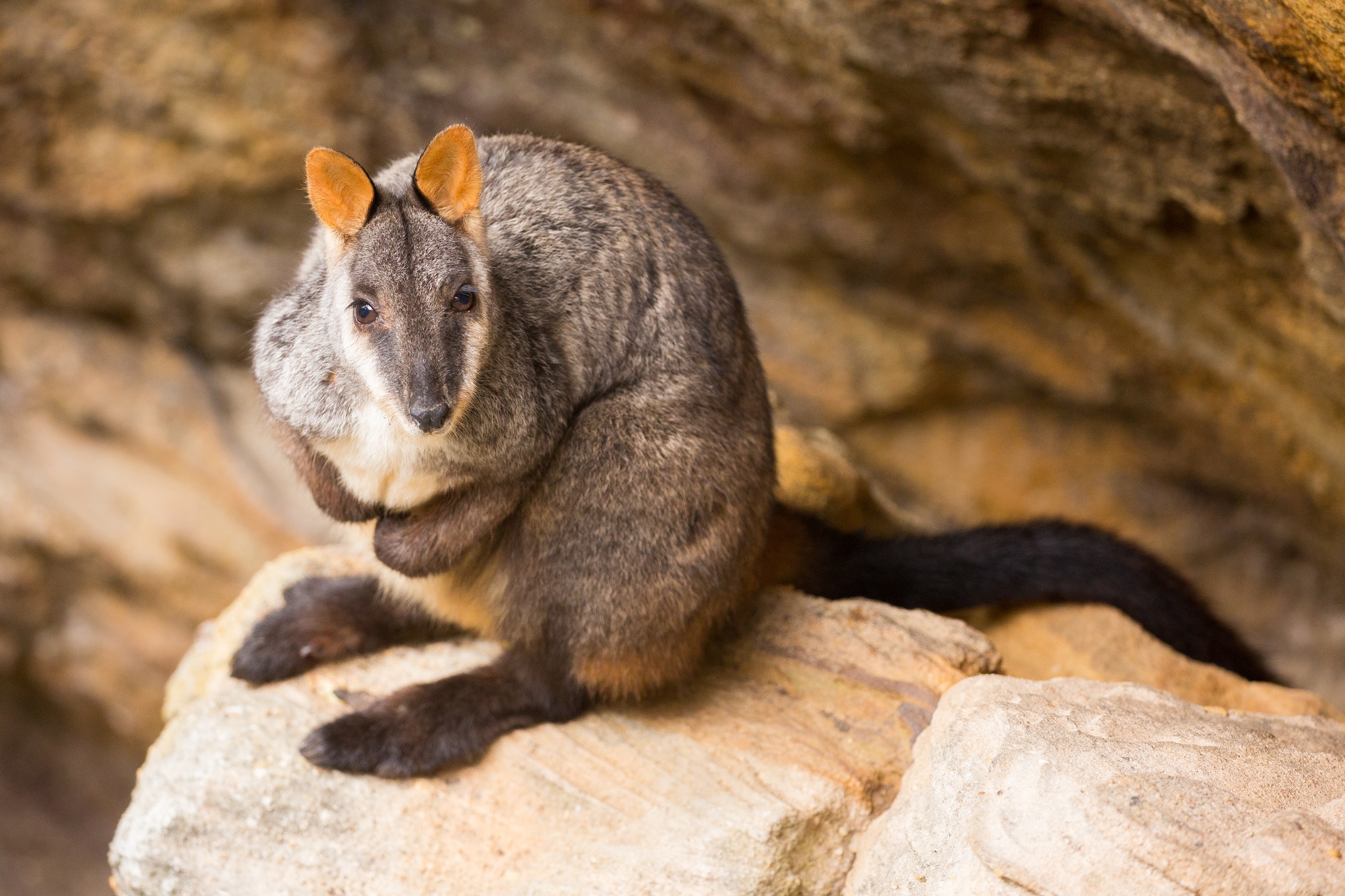 Brush-tailed rock-wallaby sitting among rocks.
