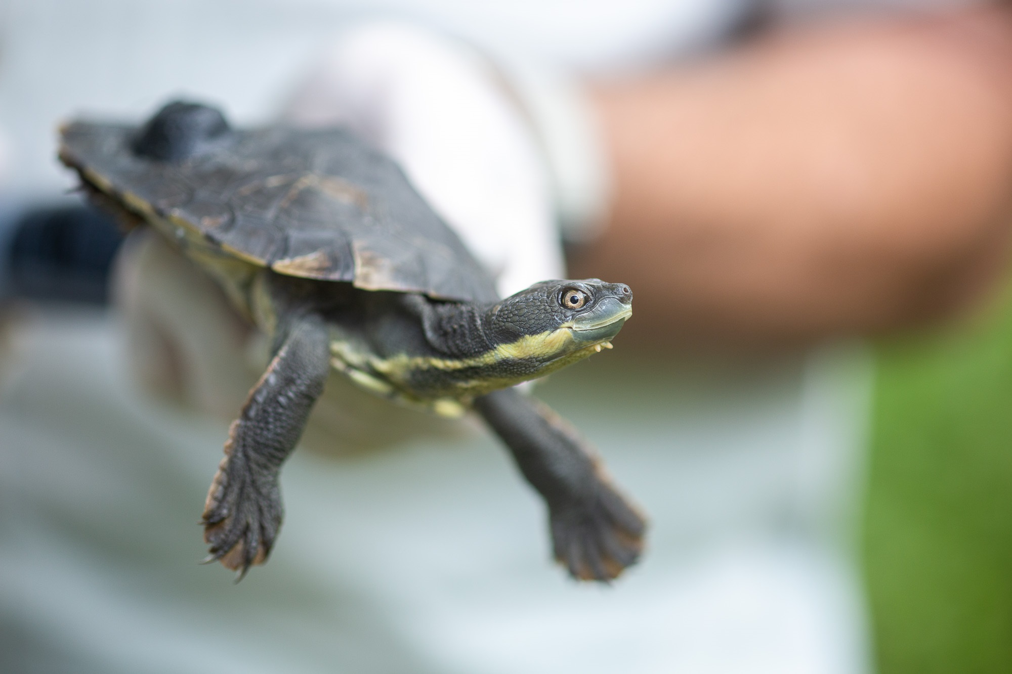 NPWS staff holding a Bellinger River snapping turtle.