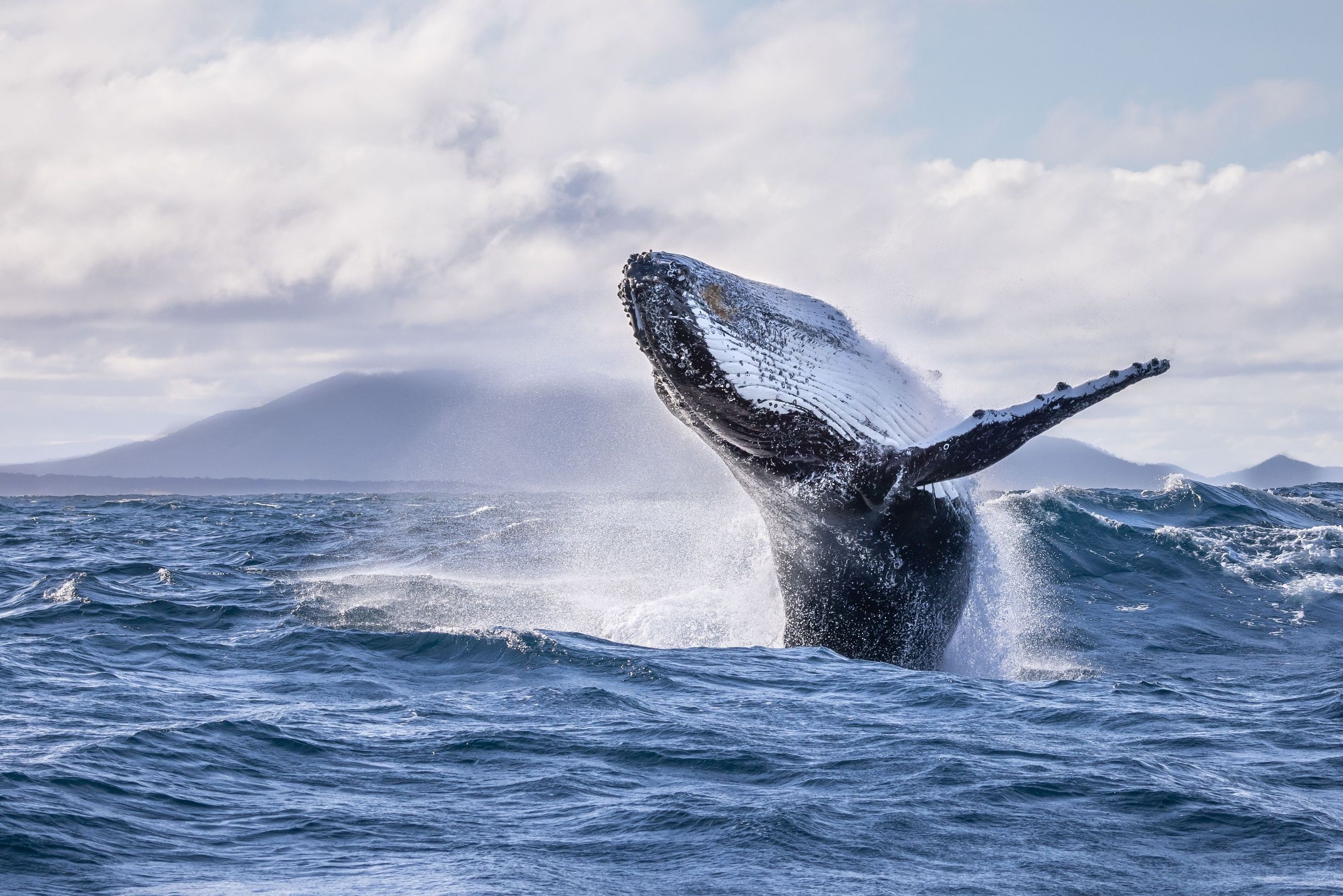 Humback whale breaching.