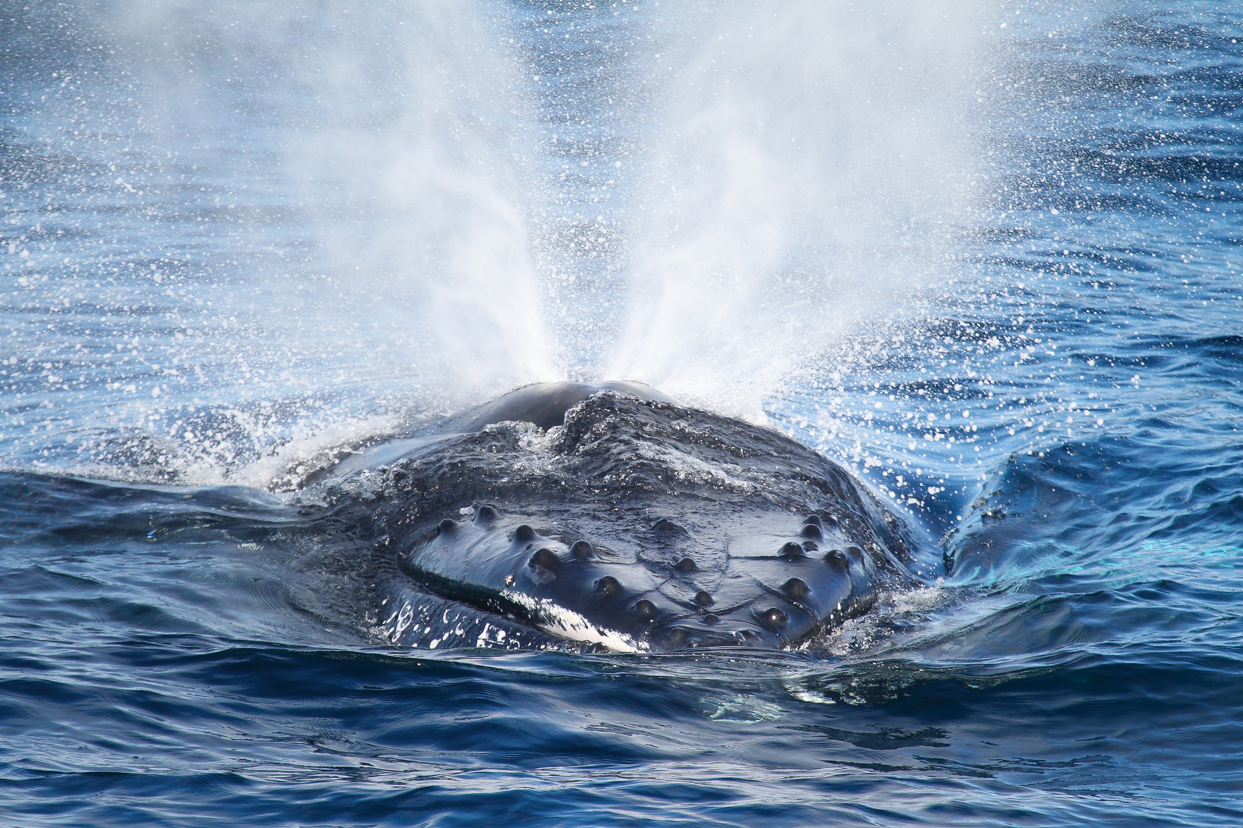 Humback whale spraying 'whale snot' from its blowhole.