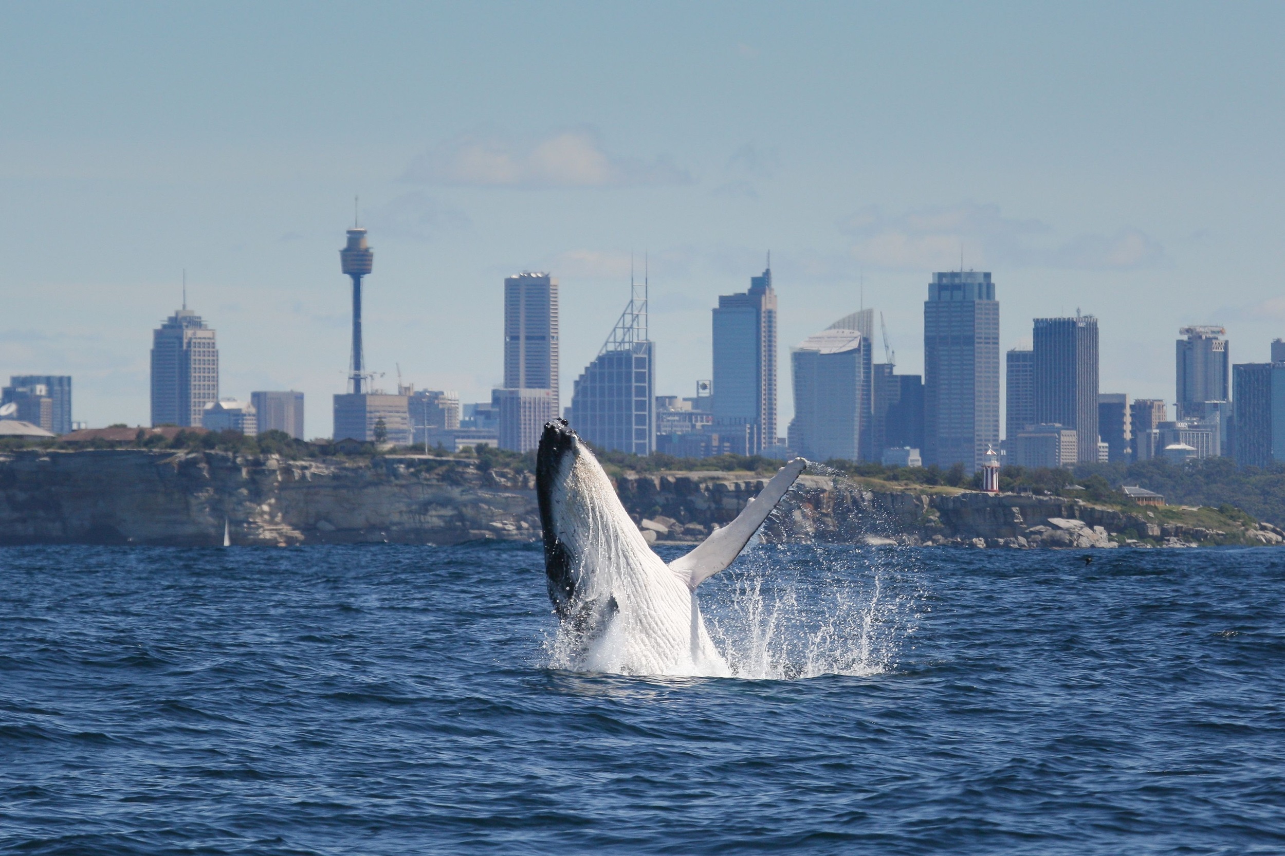 Humback whale breaching with the Sydney skyline behind it.