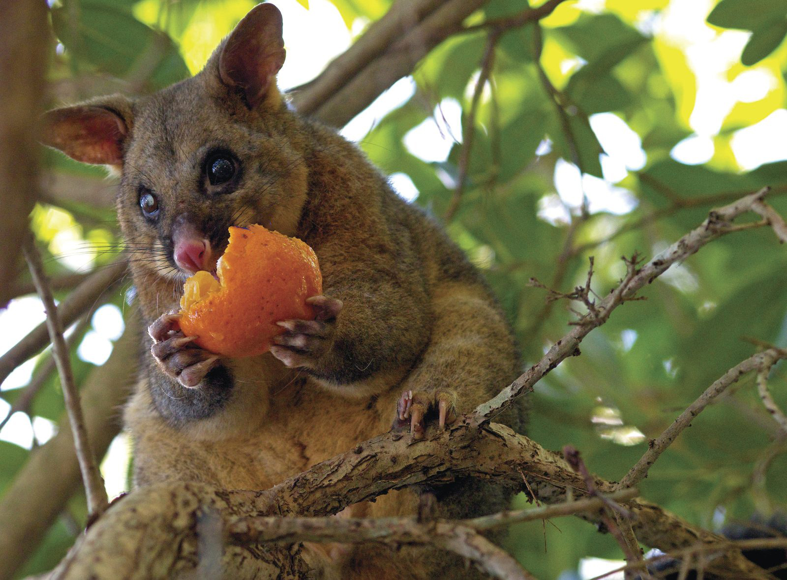 Brushtail possum eating fruit in a tree. Photo: Vanessa Duncan/DPIE