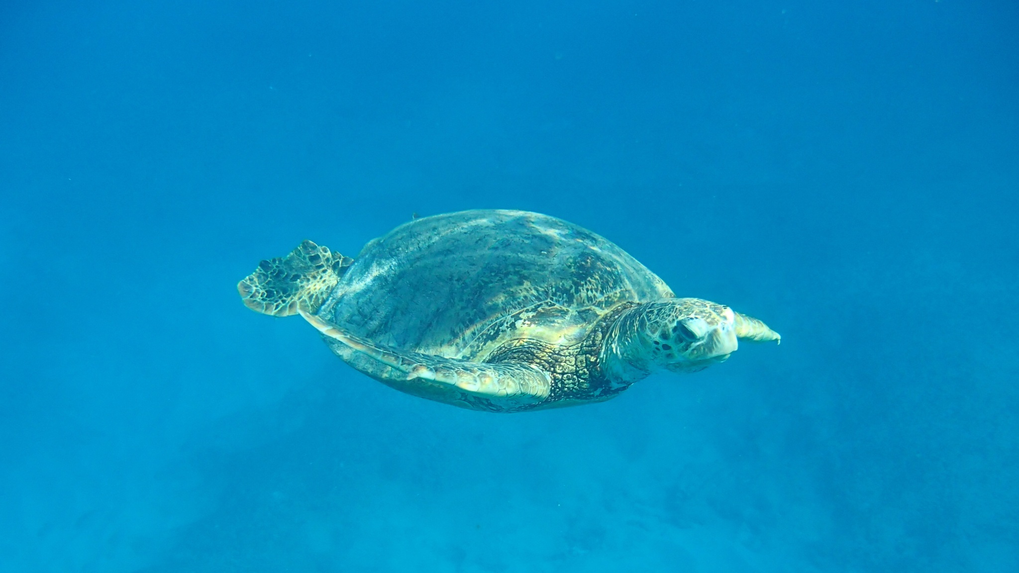 Green sea turtle under the ocean. Photo: Penny Drury/DCCEEW © DCCEEW