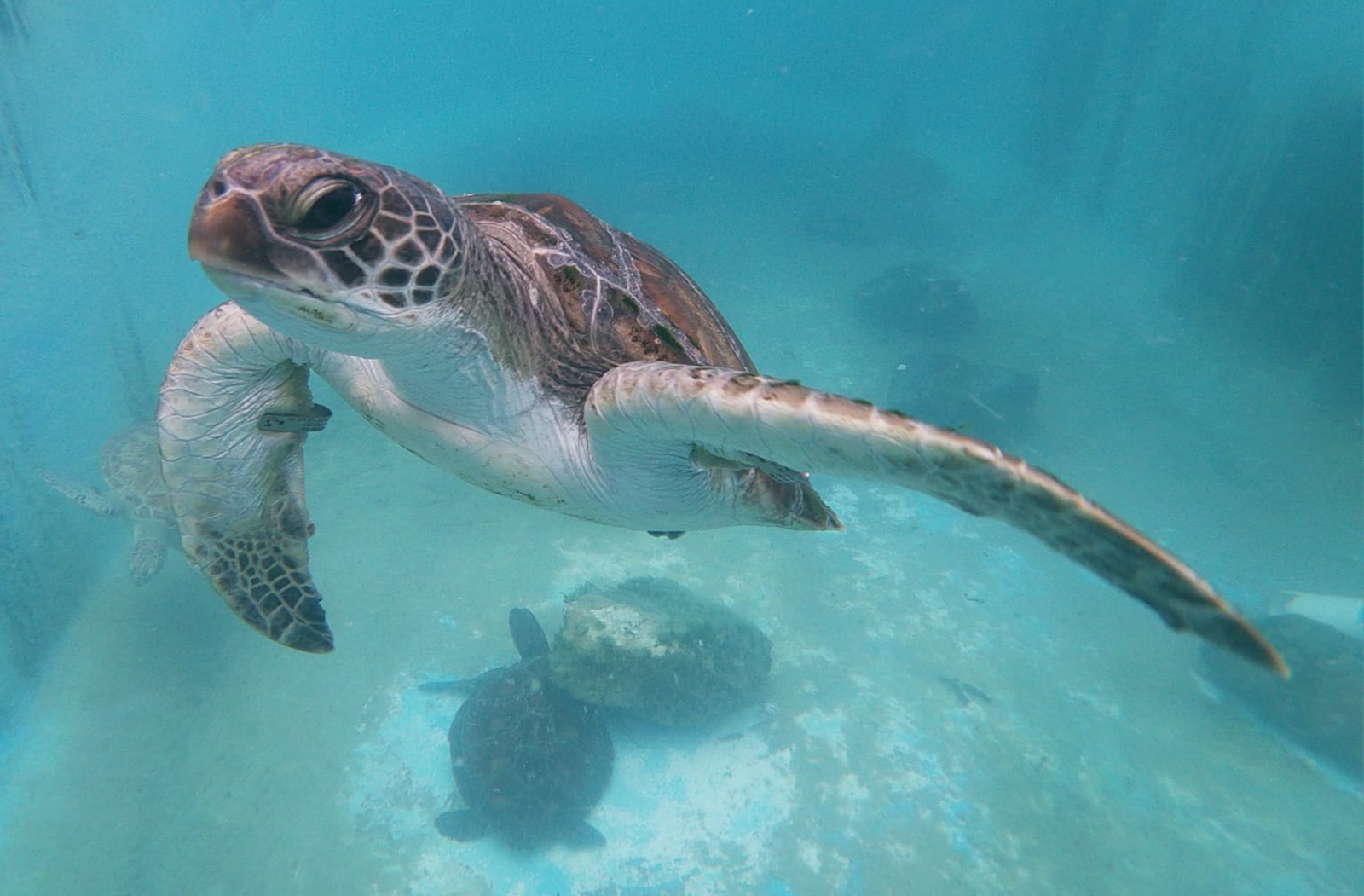 Jeffery the green sea turle swimming in an enclosure with other tutles. Photo: © Andy Marshall