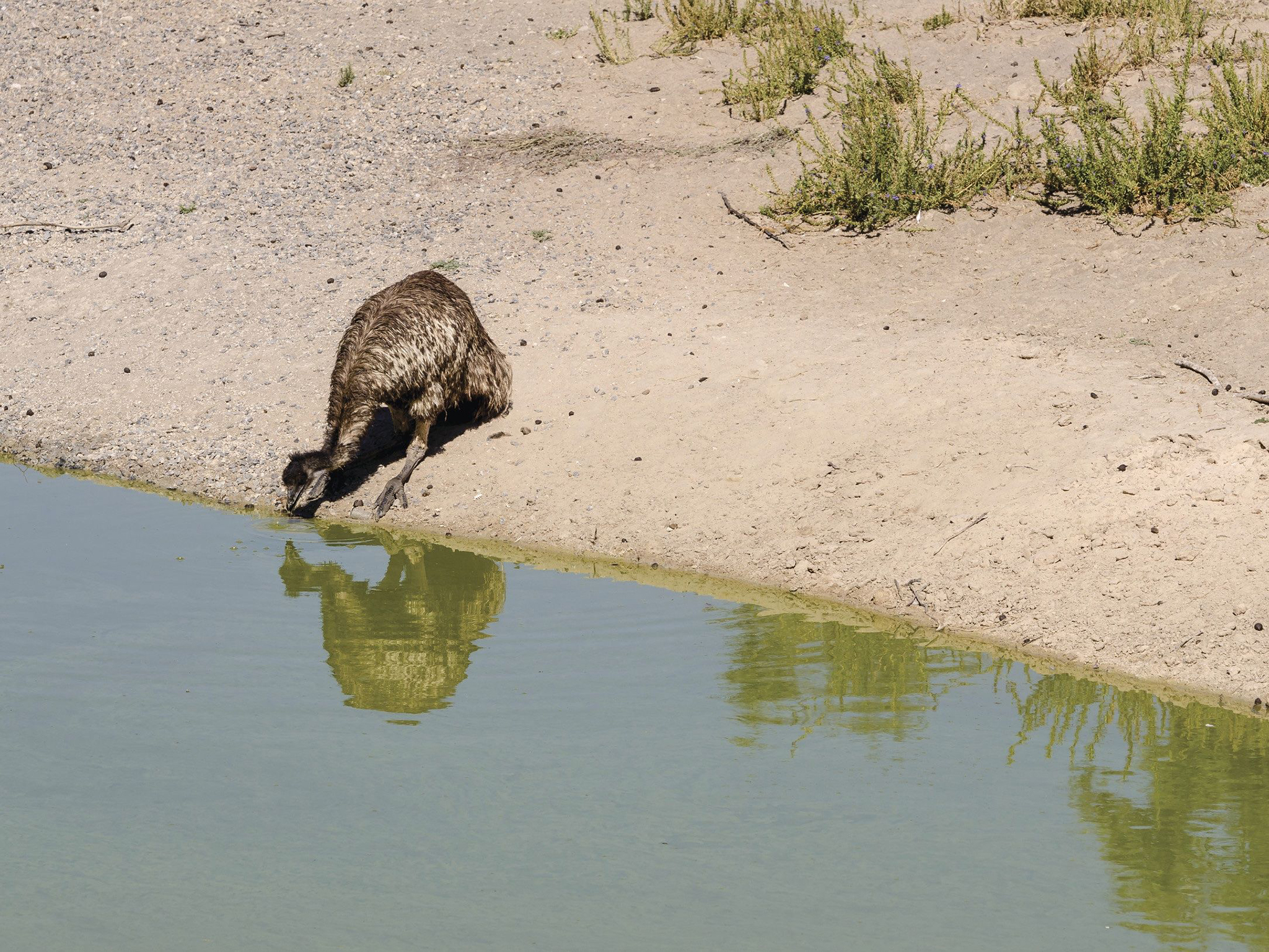 A young emu at waterhole, Kinchega National Park. Photo: John Spencer/DCCEEW © DCCEEW