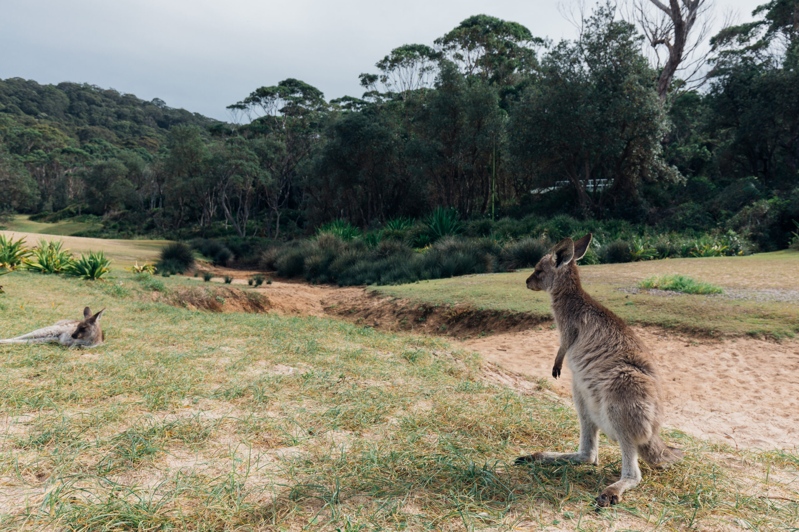 Kangaroos in Murramarang National Park. Photo: Melissa Findley/DCCEEW © Studio Bilby