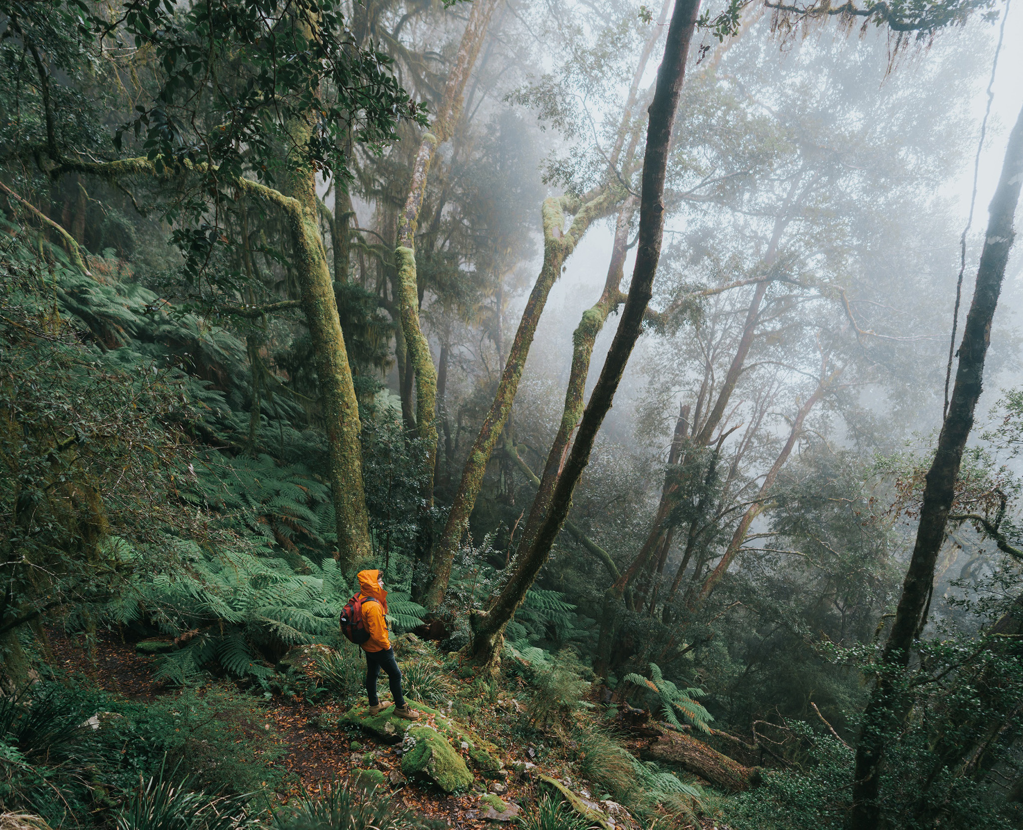 Man standing in the misty forest of New England National Park. Photo: Branden Bodman/DCCEEW © Studio Bilby