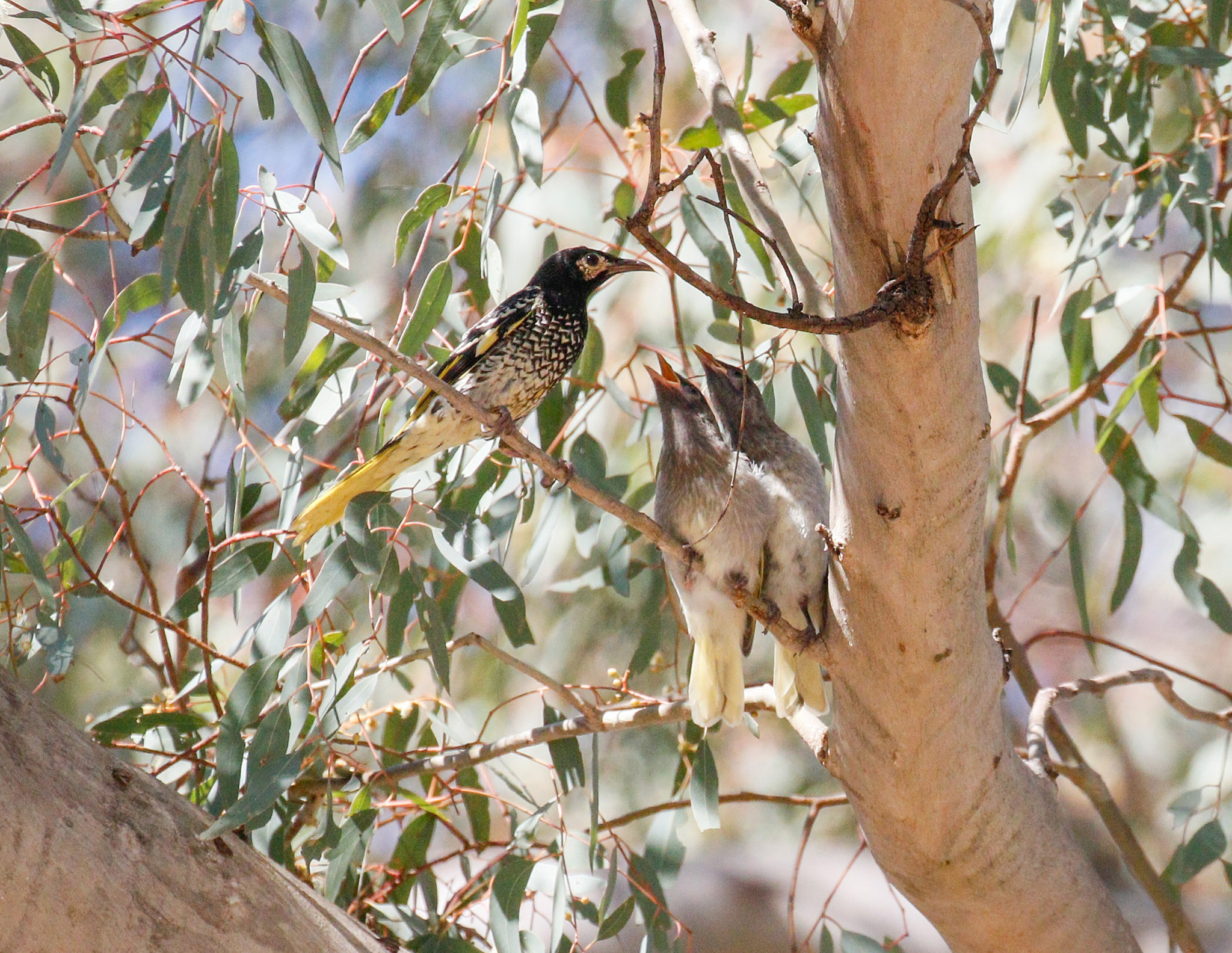 Two regent honeyeaters in a gumtree. Photo: Mick Roderick/DCCEEW © DCCEEW