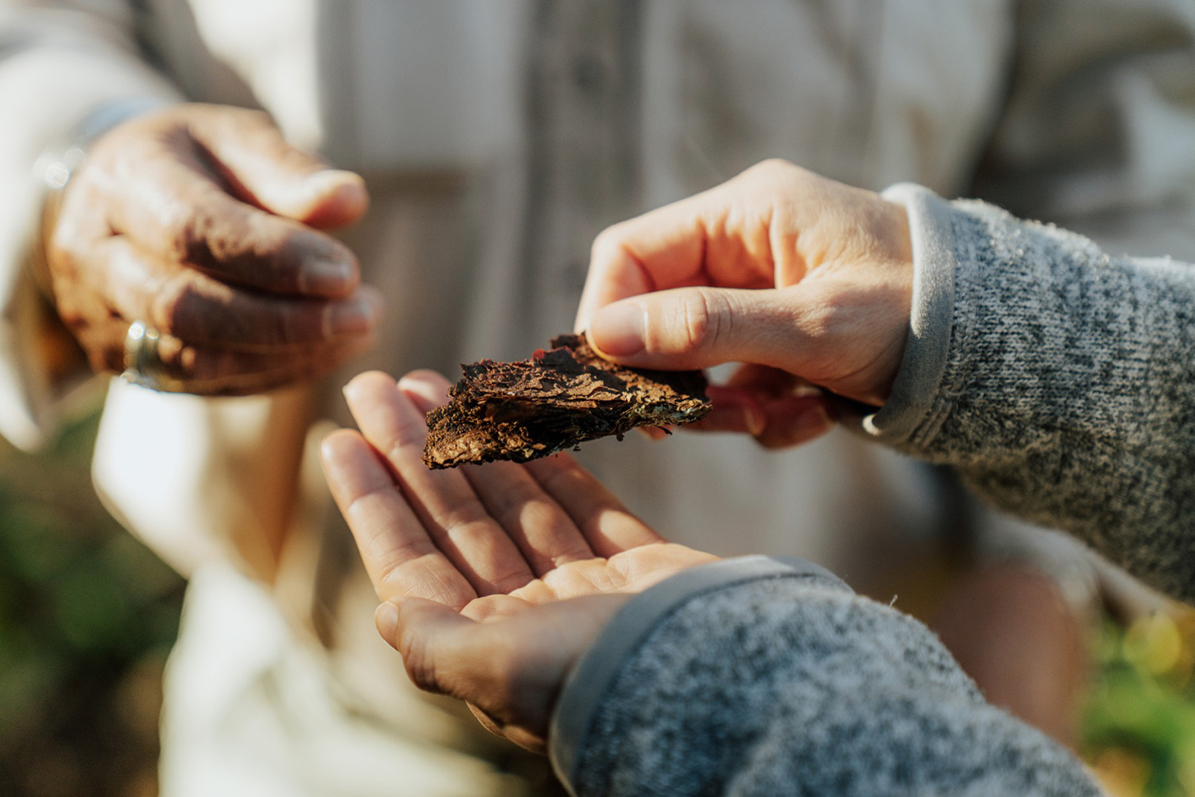 Piece of bark in a persons hand, as part of an Grand Cliff Top Walk guided tour in Blue Mountains National Park. Photo: Remy Brand / DCCEEW © Studio Bilby
