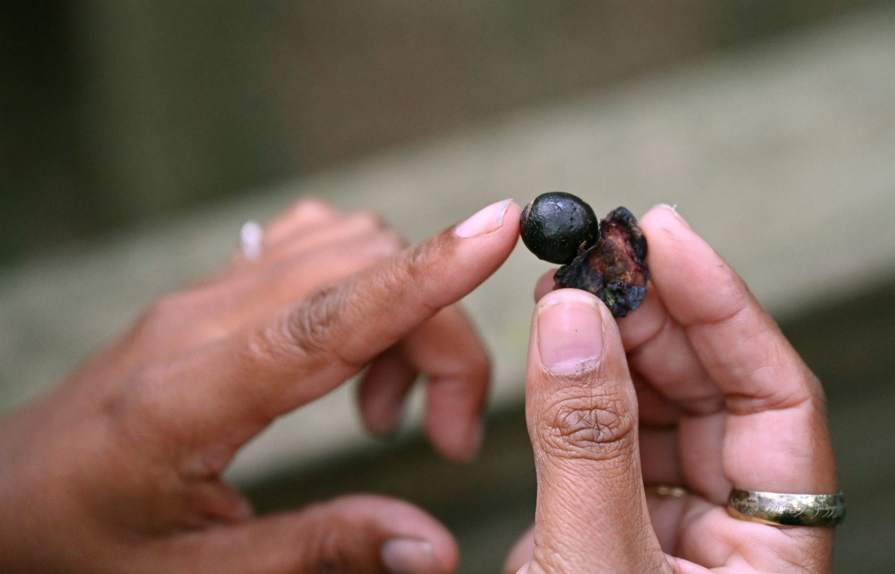 Aboriginal Discovery Rangers pointing to a berry on a guided tour in Sea Acres National Park. Photo: Adam Hollingworth / DCCEEW  ©  Adam Hollingworth