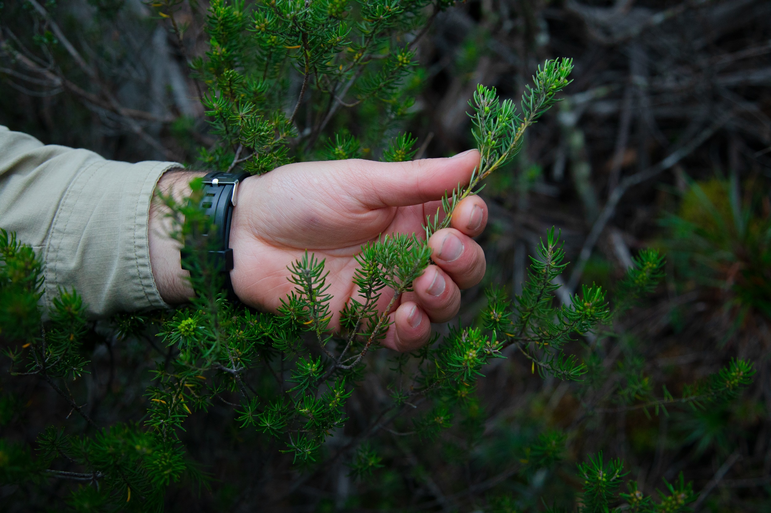 Hand grasping a green fern. Photo: Daniel Parsons/DCCEEW © Studio Bilby