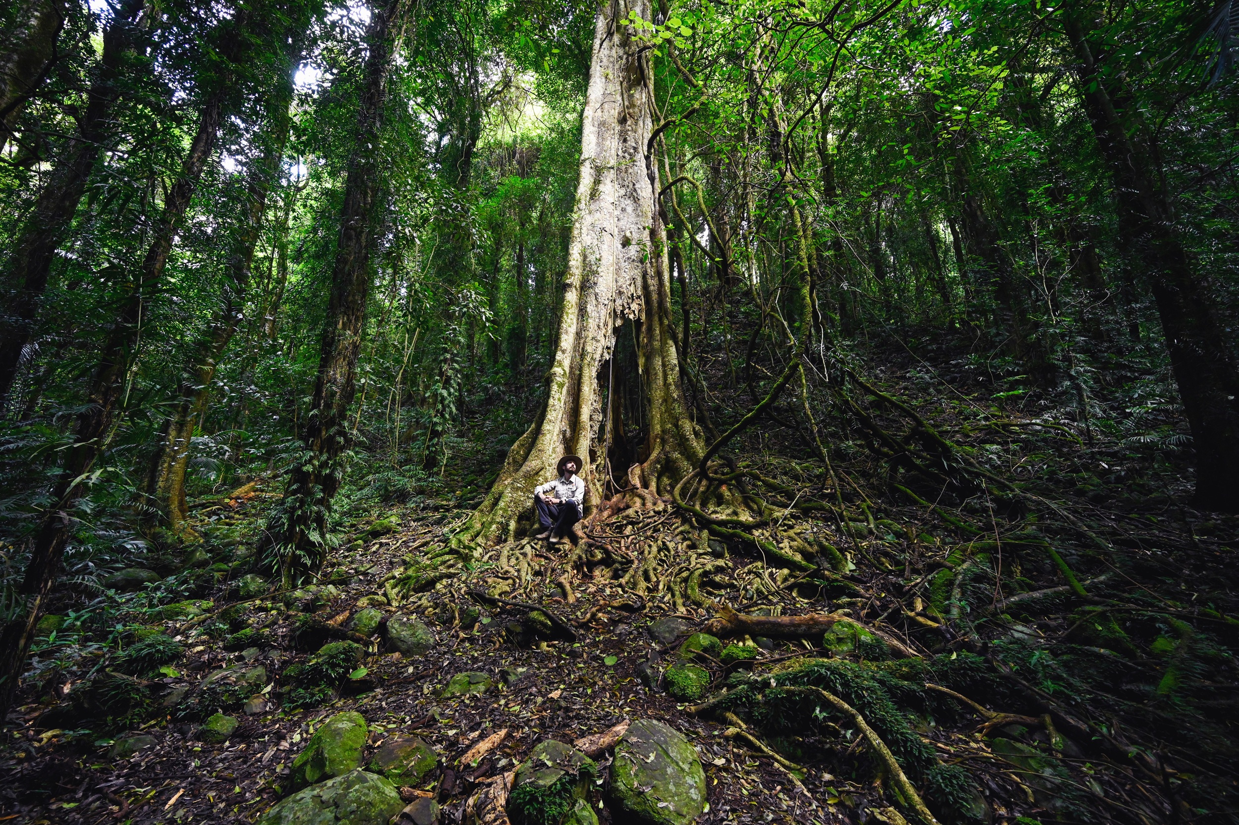 NPWS ranger sitting under a large strangler fig tree. Photo: Adam Hollingworth/DCCEEW © DCCEEW