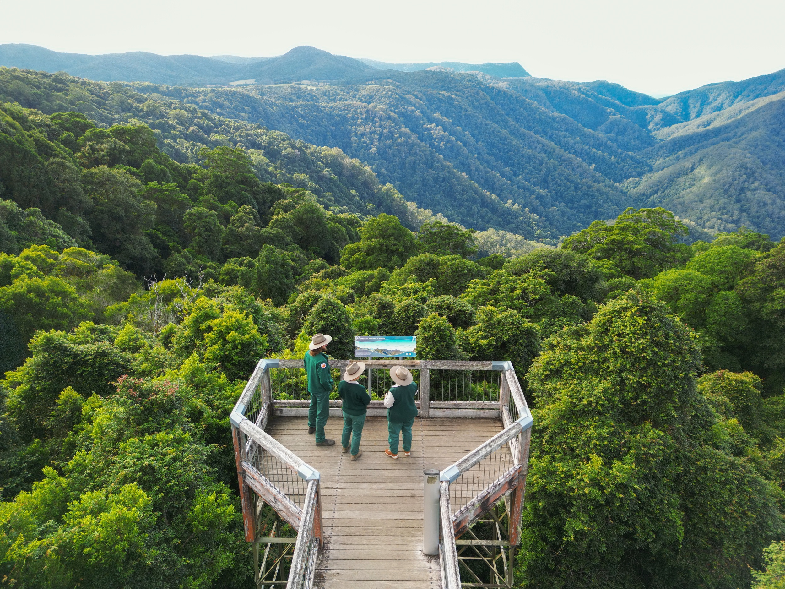 NPWS rangers on the Skywalk lookout in Dorrigo National Park. Photo: Adam Hollingworth/DCCEEW © DCCEEW