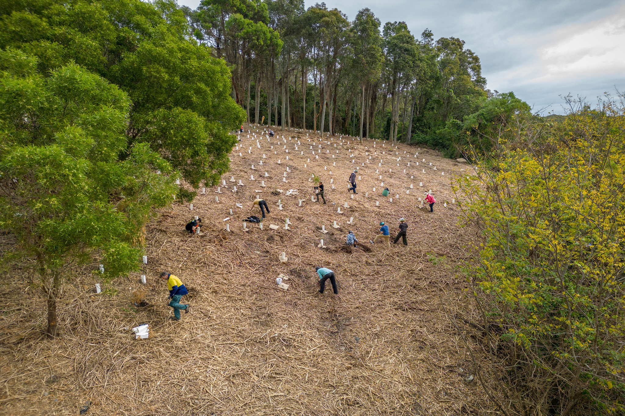 Volunteers planting trees in Glenrock State Conservation Area. Photo: John Spencer/DCCEEW © DCCEEW