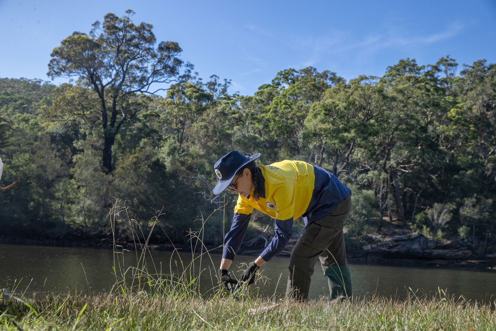 Volunteer weeding in Royal National Park. Photo: Steve Christo/DCCEEW © DCCEEW