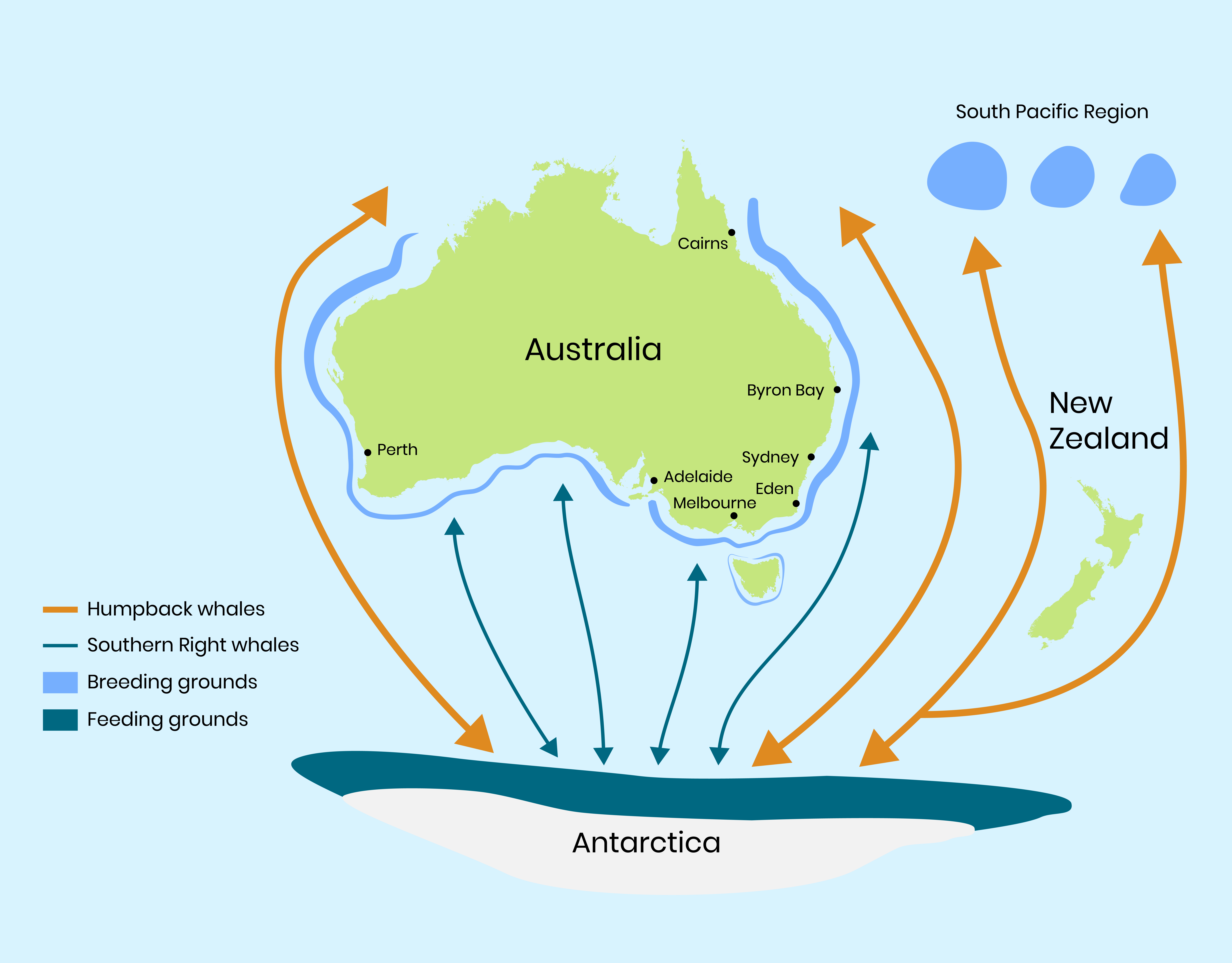 Whale migration map. Photo: DCCEEW