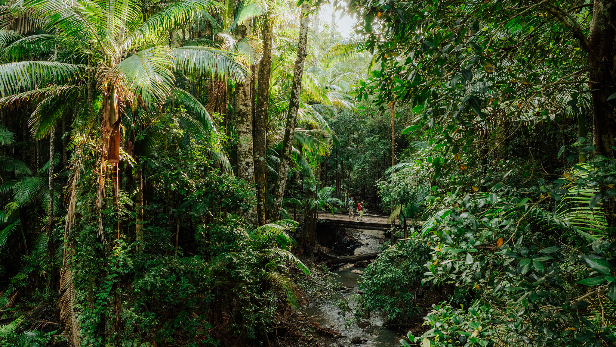 Two hikers crossing a bridge through the rainforest on Gidjuum Gulganyi Walk. Photo: Daniel Parsons/DCCEEW © Studio Bilby