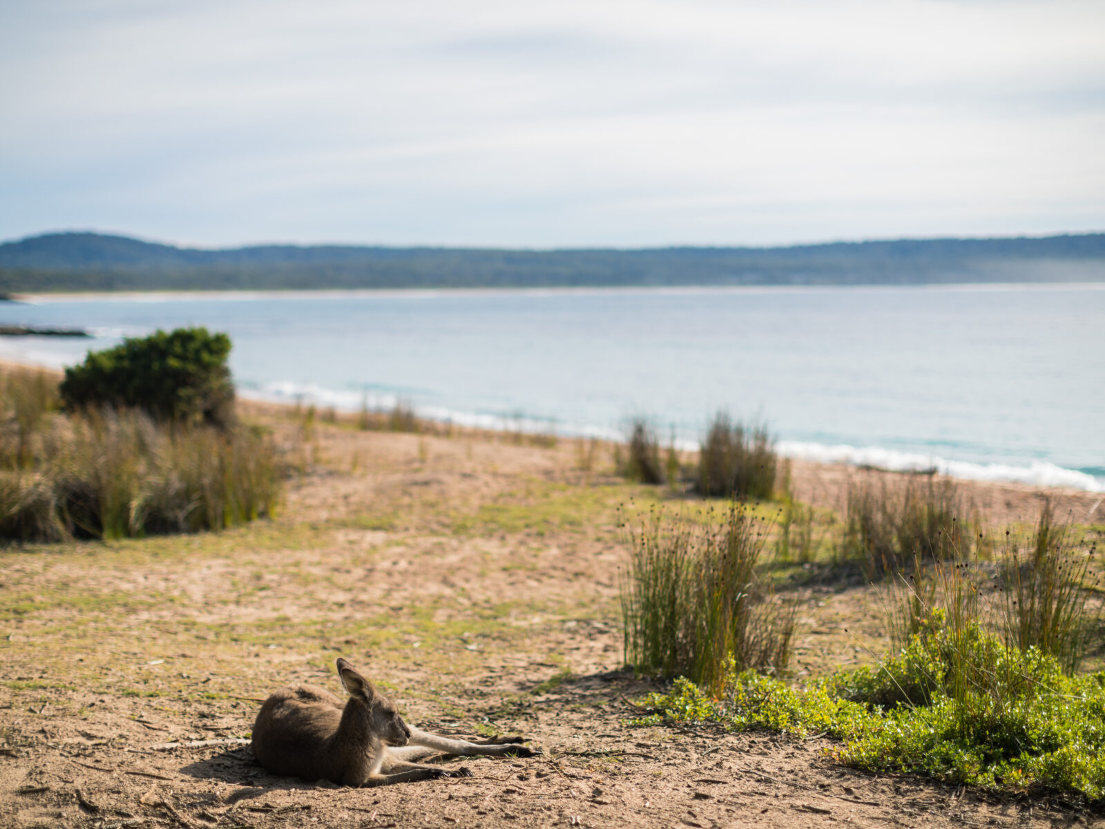 Kangaroo laying on Pebbly Beach, Murramarang National Park. Credit: Melissa Findley/DCCEEW © Melissa Findley
