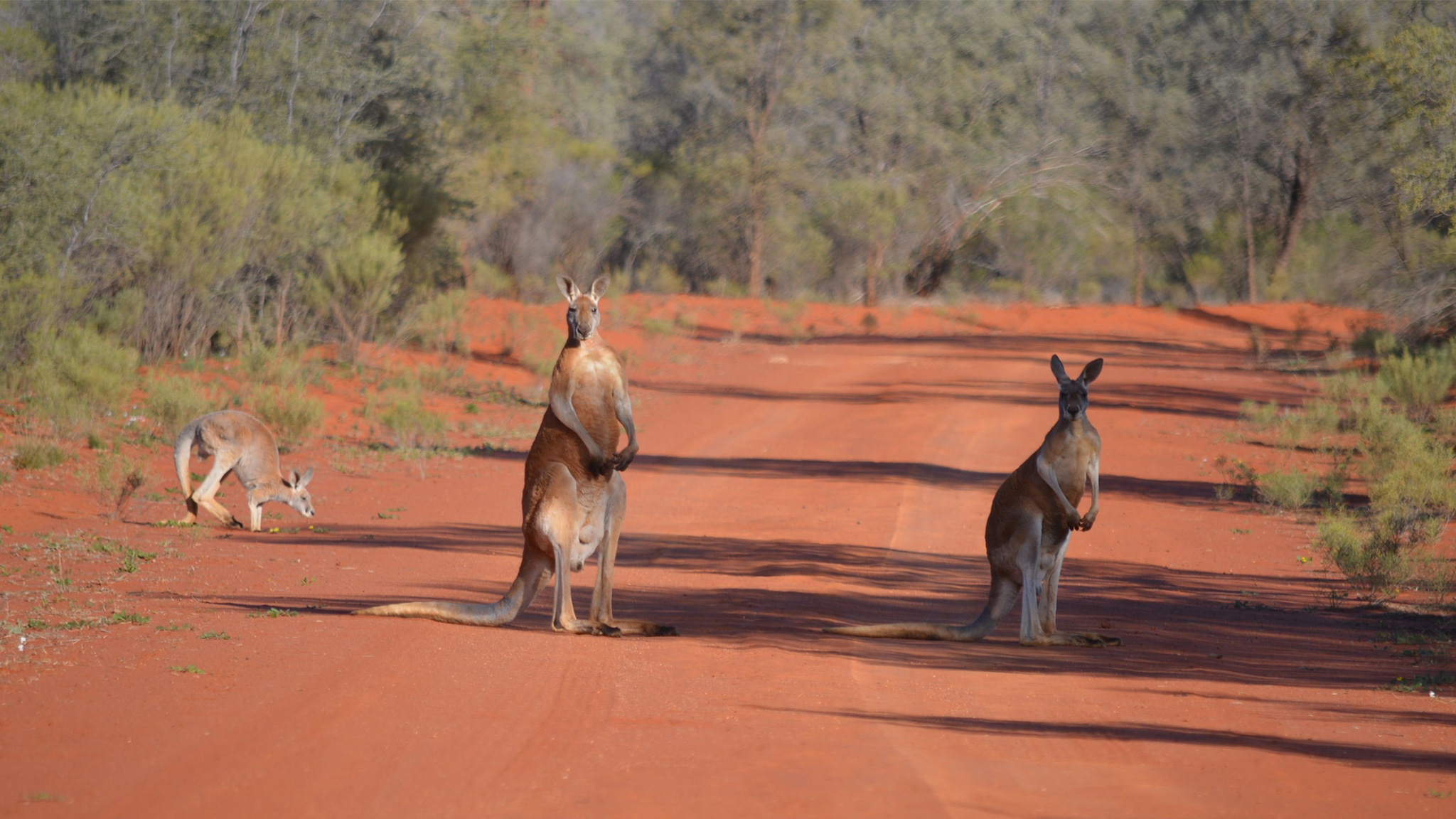 Kangaroos crossing a red dirt road in ouback NSW. Photo: Dinitee Haskard/DCCEEW © Dinitee Haskard