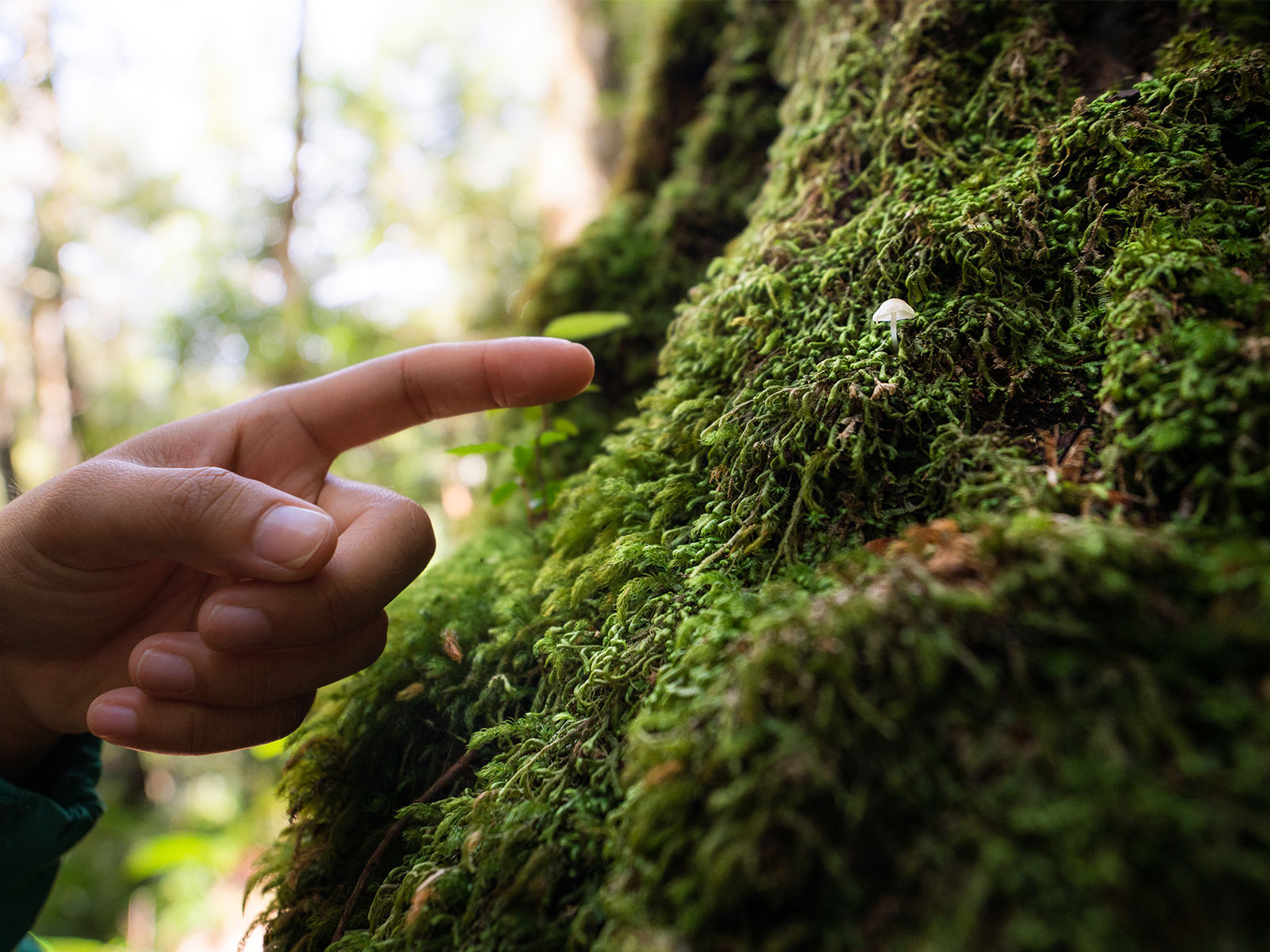 A close up of a person pointing to a tiny mushroom growing on moss in Werrikimbe National Park. Credit: Rob Mulally/DCCEEW © Rob Mulally