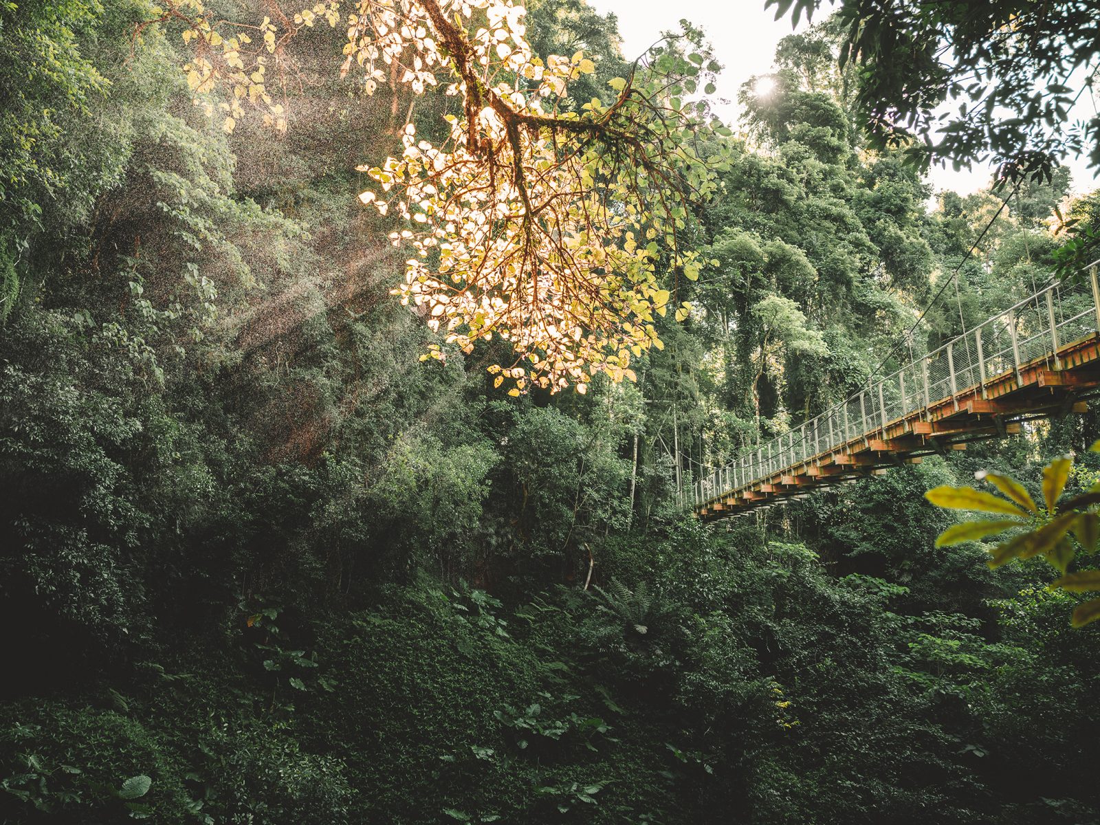The view up from the Crystal Showers waterfall of the bridge. in Dorrigo National Park. Photo Credit: Branden Bodman/DCCEEW © Branden Bodman