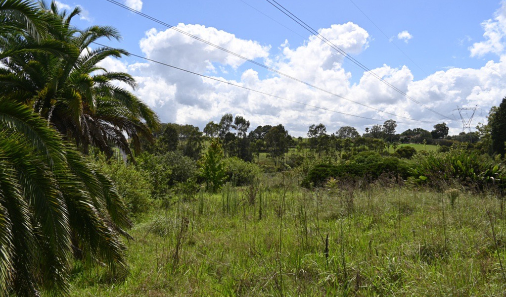 A vacant site in Rouse Hill Regional Park with some grassed areas, trees and a power line. Credit: Adrienne Wade &copy; DCCEEW 