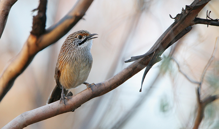 A striated grasswren bird in a tree. Photo credit: Dean Ingwersen &copy; Dean Ingwersen