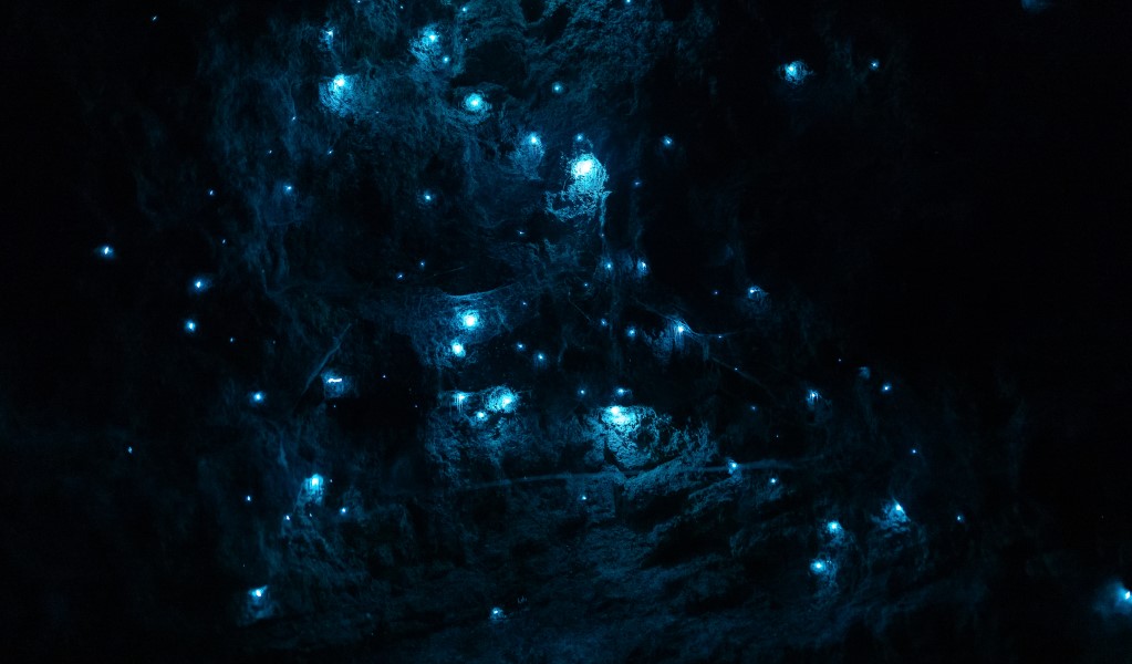 Glow worms in Wollemi National Park. Photo: Andrew Kaineder &copy; DCCEEW