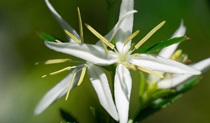 Close up of the white star-shaped flowers of the threatened Haloragodendron lucasii plant. Photo: Chantelle Doyle &copy; UNSW