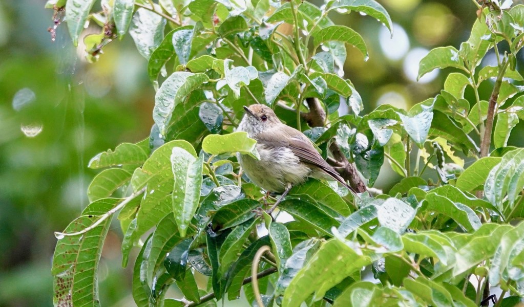 A brown gerygone (Gerygone mouki) on a tree branch. Photo &copy; Mike's Birds (Creative Commons 2.0)