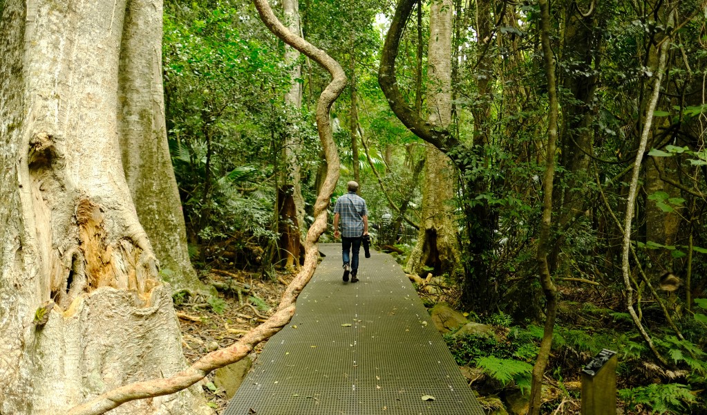 A man with a camera walks past vines on metal mesh track at Minnamurra Rainforest in Budderoo National Park. Photo: Elinor Sheargold &copy; OEH