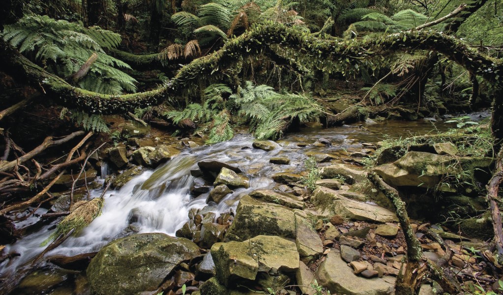 Minnamurra River in Budderoo National Park. Photo: Michael Van Ewijk &copy; OEH