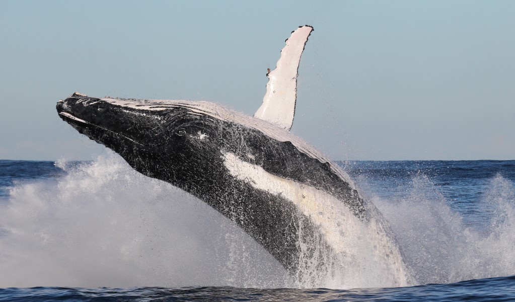 A humpback whale breaching. Photo: Jonas Liebschner &copy; OEH
