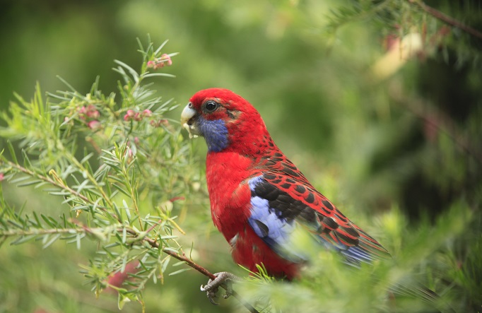  A crimson rosella feeding on grevillea nectar. Photo &copy; Rosie Nicolai