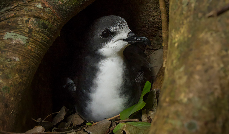 An adult Gould's petrel nests in fig tree roots on Cabbage Tree Island, John Gould Nature Reserve. Photo: Lachlan Hall &copy; Lachlan Hall
