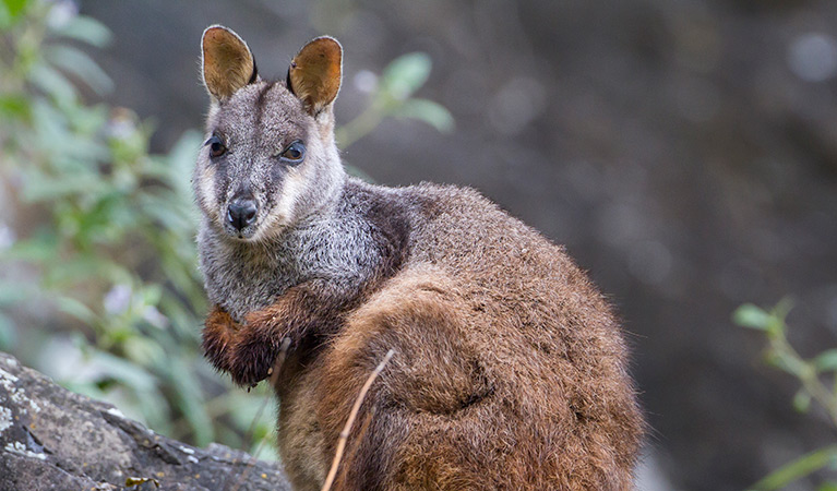 Brush-tailed rock-wallaby (Petrogale penicillata). Photo: Gerhard Koertner