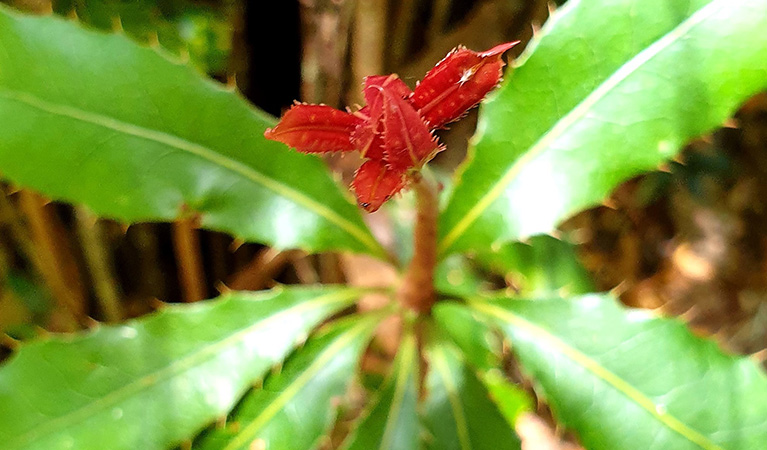 Young, red leaves above green, searted-edged leaves on a nightcap oak seedling. Photo: Justin Mallee &copy; Justin Mallee