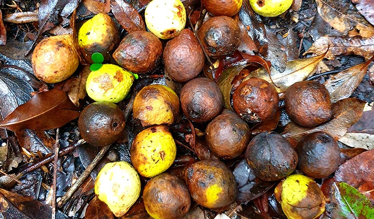 Brown and yellow seeds from the endangered Nightcap oak tree collected for propagation. Photo: Justin Mallee &copy; Justin Mallee