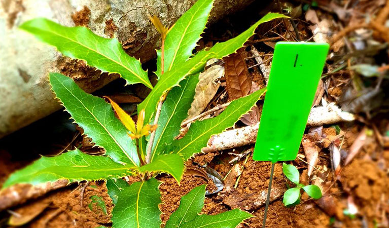 A small, nightcap oak seedling planted as part of a translocation.Photo: Justin Mallee &copy; Justin Mallee