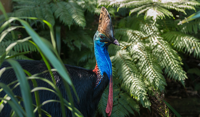 A Southern cassowary emerges from ferns in a rainforest environment. Photo: picassos &copy; iStock