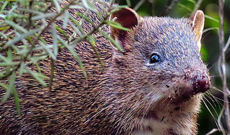 Close up of a threatened southern brown bandicoot marsupial. Photo: Ricardo Simao &copy; Ricardo Simao